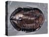 Ordovician Isotelus Gigas Trilobite Fossil-Kevin Schafer-Stretched Canvas