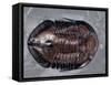 Ordovician Isotelus Gigas Trilobite Fossil-Kevin Schafer-Framed Stretched Canvas