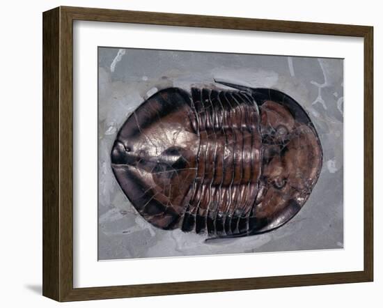 Ordovician Isotelus Gigas Trilobite Fossil-Kevin Schafer-Framed Premium Photographic Print