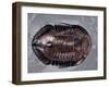 Ordovician Isotelus Gigas Trilobite Fossil-Kevin Schafer-Framed Premium Photographic Print