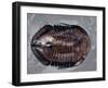 Ordovician Isotelus Gigas Trilobite Fossil-Kevin Schafer-Framed Premium Photographic Print