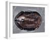 Ordovician Isotelus Gigas Trilobite Fossil-Kevin Schafer-Framed Premium Photographic Print