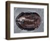 Ordovician Isotelus Gigas Trilobite Fossil-Kevin Schafer-Framed Photographic Print