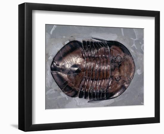 Ordovician Isotelus Gigas Trilobite Fossil-Kevin Schafer-Framed Photographic Print