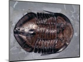 Ordovician Isotelus Gigas Trilobite Fossil-Kevin Schafer-Mounted Photographic Print