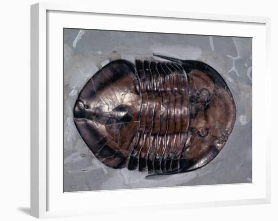 Ordovician Isotelus Gigas Trilobite Fossil-Kevin Schafer-Framed Photographic Print