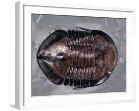 Ordovician Isotelus Gigas Trilobite Fossil-Kevin Schafer-Framed Photographic Print