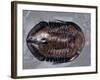 Ordovician Isotelus Gigas Trilobite Fossil-Kevin Schafer-Framed Photographic Print