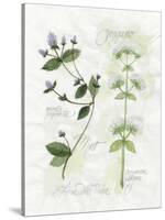 Oregano and Mint-Elissa Della-piana-Stretched Canvas