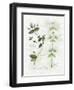 Oregano and Mint-Elissa Della-piana-Framed Art Print