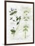 Oregano and Mint-Elissa Della-piana-Framed Art Print