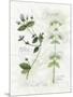 Oregano and Mint-Elissa Della-piana-Mounted Art Print