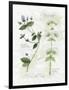 Oregano and Mint-Elissa Della-piana-Framed Art Print