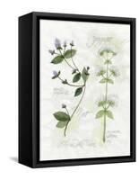 Oregano and Mint-Elissa Della-piana-Framed Stretched Canvas