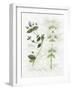 Oregano and Mint-Elissa Della-piana-Framed Art Print