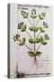 Oregano (Origanum Sp) from De Diversis Herbis by Pedanius Dioscorides-null-Stretched Canvas