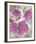 Oregano Plant With Drewdrops-Don Paulson-Framed Art Print