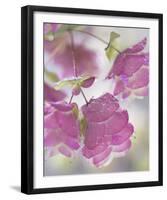 Oregano Plant With Drewdrops-Don Paulson-Framed Art Print