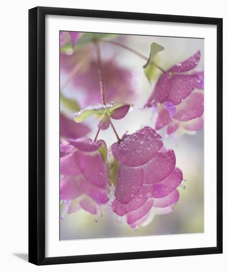 Oregano Plant With Drewdrops-Don Paulson-Framed Art Print