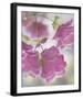 Oregano Plant With Drewdrops-Don Paulson-Framed Art Print
