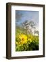 Oregon. Arrowleaf Balsamroot flowers and oak trees in spring bloom at the Rowena Plateau-Gary Luhm-Framed Photographic Print