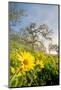 Oregon. Arrowleaf Balsamroot flowers and oak trees in spring bloom at the Rowena Plateau-Gary Luhm-Mounted Photographic Print