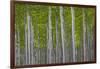 Oregon, Boardman. Pattern of Hybrid Poplar Trees-Jaynes Gallery-Framed Photographic Print