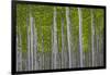 Oregon, Boardman. Pattern of Hybrid Poplar Trees-Jaynes Gallery-Framed Photographic Print