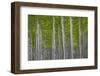 Oregon, Boardman. Pattern of Hybrid Poplar Trees-Jaynes Gallery-Framed Photographic Print