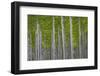 Oregon, Boardman. Pattern of Hybrid Poplar Trees-Jaynes Gallery-Framed Photographic Print