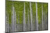 Oregon, Boardman. Pattern of Hybrid Poplar Trees-Jaynes Gallery-Mounted Photographic Print