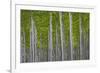 Oregon, Boardman. Pattern of Hybrid Poplar Trees-Jaynes Gallery-Framed Photographic Print