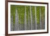 Oregon, Boardman. Pattern of Hybrid Poplar Trees-Jaynes Gallery-Framed Photographic Print