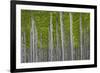 Oregon, Boardman. Pattern of Hybrid Poplar Trees-Jaynes Gallery-Framed Photographic Print