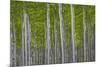 Oregon, Boardman. Pattern of Hybrid Poplar Trees-Jaynes Gallery-Mounted Photographic Print