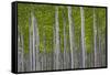 Oregon, Boardman. Pattern of Hybrid Poplar Trees-Jaynes Gallery-Framed Stretched Canvas