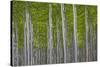 Oregon, Boardman. Pattern of Hybrid Poplar Trees-Jaynes Gallery-Stretched Canvas