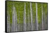 Oregon, Boardman. Pattern of Hybrid Poplar Trees-Jaynes Gallery-Framed Stretched Canvas