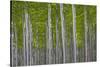 Oregon, Boardman. Pattern of Hybrid Poplar Trees-Jaynes Gallery-Stretched Canvas