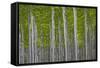 Oregon, Boardman. Pattern of Hybrid Poplar Trees-Jaynes Gallery-Framed Stretched Canvas