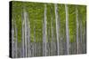 Oregon, Boardman. Pattern of Hybrid Poplar Trees-Jaynes Gallery-Stretched Canvas