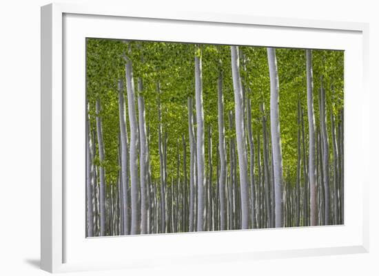 Oregon, Boardman. Pattern of Hybrid Poplar Trees-Jaynes Gallery-Framed Photographic Print