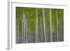 Oregon, Boardman. Pattern of Hybrid Poplar Trees-Jaynes Gallery-Framed Photographic Print