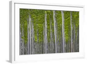 Oregon, Boardman. Pattern of Hybrid Poplar Trees-Jaynes Gallery-Framed Photographic Print