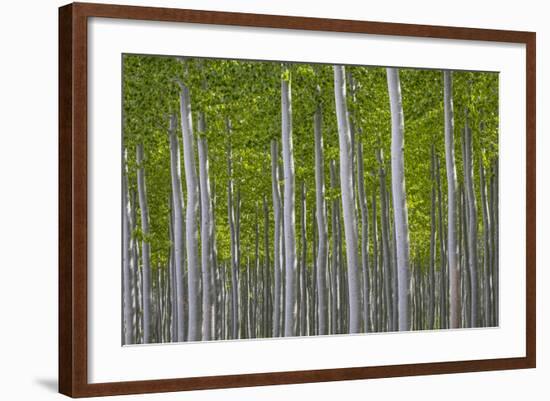 Oregon, Boardman. Pattern of Hybrid Poplar Trees-Jaynes Gallery-Framed Photographic Print