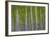 Oregon, Boardman. Pattern of Hybrid Poplar Trees-Jaynes Gallery-Framed Photographic Print