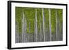 Oregon, Boardman. Pattern of Hybrid Poplar Trees-Jaynes Gallery-Framed Photographic Print