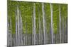 Oregon, Boardman. Pattern of Hybrid Poplar Trees-Jaynes Gallery-Mounted Photographic Print