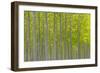 Oregon, Boardman. Pattern of Hybrid Poplar Trees-Jaynes Gallery-Framed Photographic Print