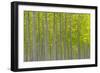 Oregon, Boardman. Pattern of Hybrid Poplar Trees-Jaynes Gallery-Framed Photographic Print